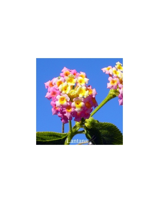 Lantana Buschblüten Australian Flower Essences