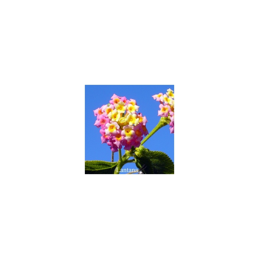 Lantana Buschblüten Australian Flower Essences