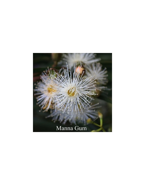 MANNA GUM flower Australian Flower Essences