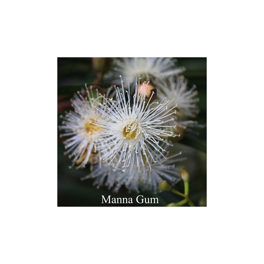 MANNA GUM Flower