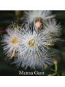 Manna Gum Blüte Australische Buschblüten Australian Flower Essences