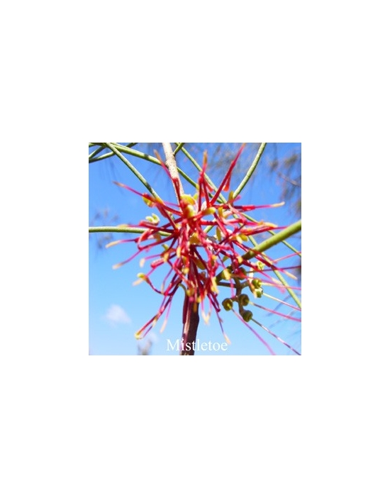 Mistletoe Blüte Australische Buschblüten Australian Flower Essences