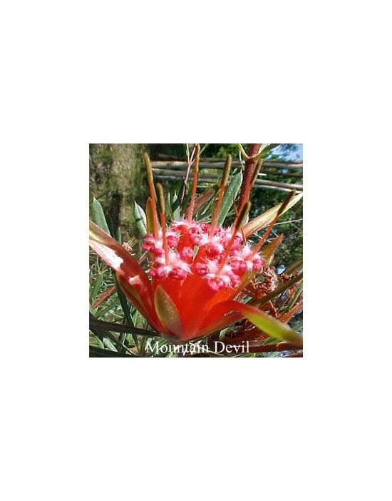 MOUNTAIN DEVIL Flower Australian Flower Essences