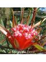 Mountain Devil Buschblüten Australian Flower Essences