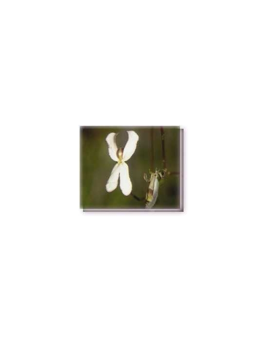 Fiori australiani Cowkicks Living Essences