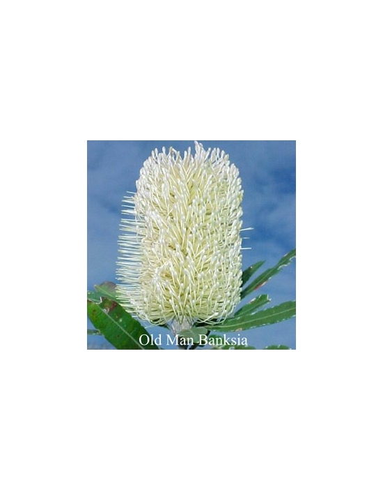 Old Man Banksia Buschblüten Australina Flower Essences