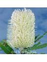 Old Man Banksia Flower Australian Flower Essences