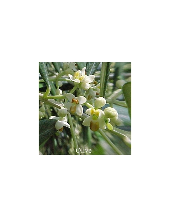 OLIVE 15 ml Australian Flower Essences fiore