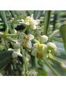 Olive Buschblüten Australian Flower Essences