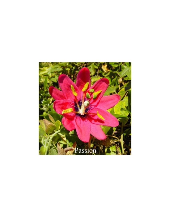 PASSION Flower