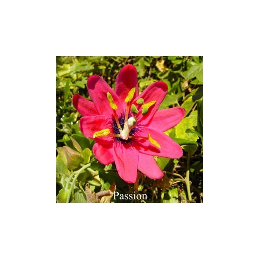 PASSION Flower