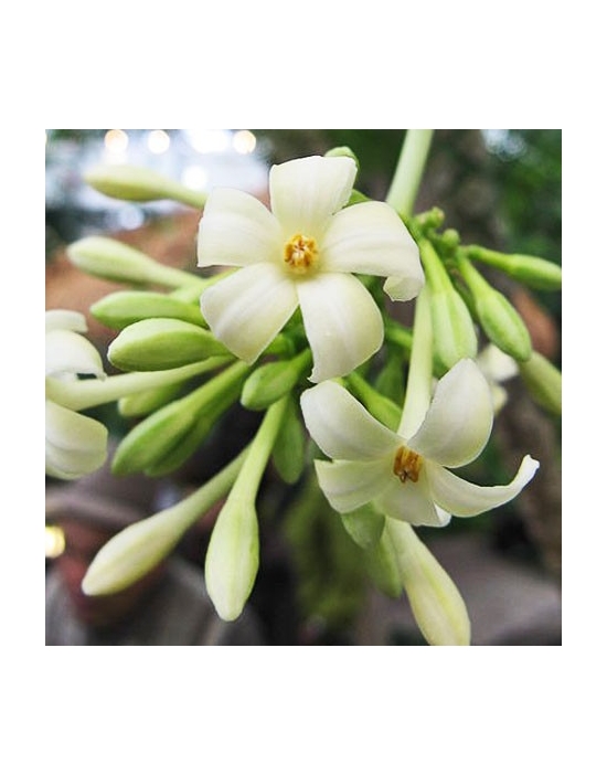 PAPAYA (PAW PAW) 15ml Australian Flower Essences fiore Fiori Australiani