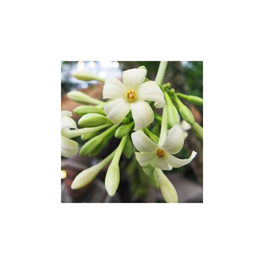 PAPAYA (PAW PAW) 15ml Australian Flower Essences fiore Fiori Australiani
