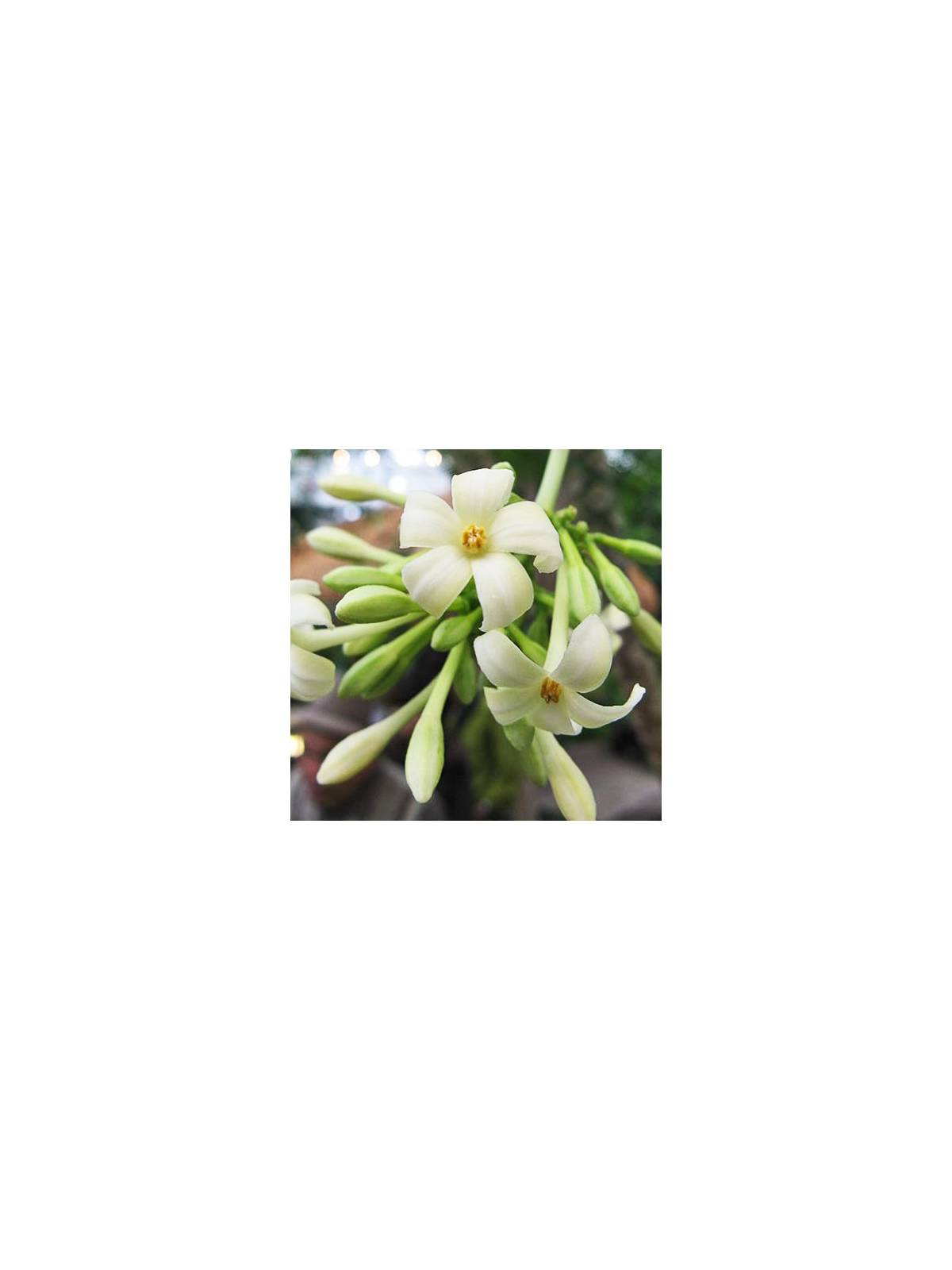 Papaya / Paw Paw Flower Australian Flower Essences