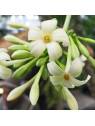 PAPAYA (PAW PAW) 15ml Australian Flower Essences fiore Fiori Australiani