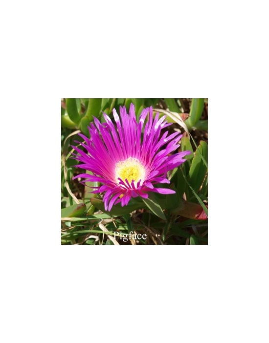 PIGFACE 15 ml Australian Flower Essences fiore