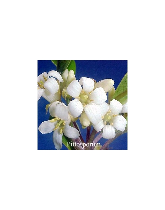 PITTOSPORUM Australische Buschblüten