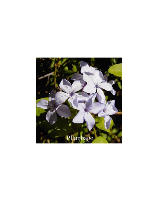 PLUMBAGO Australische Buschblüten