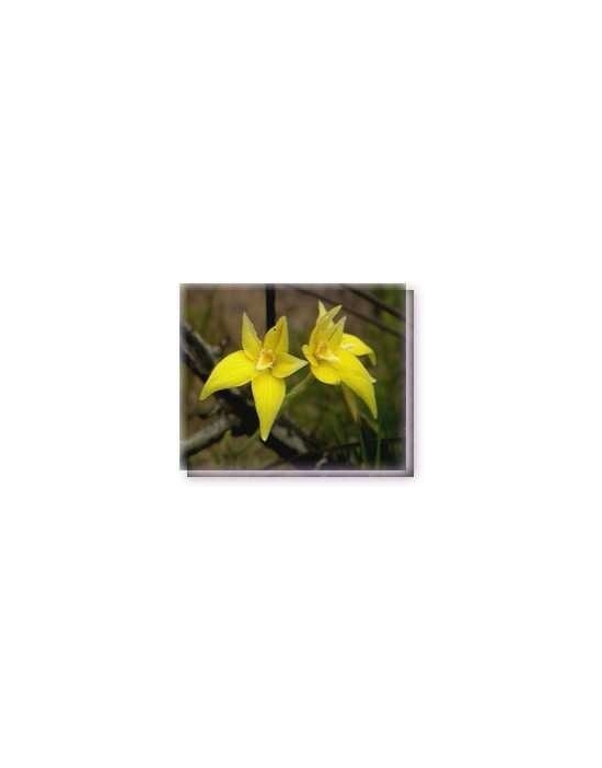Bachblüten Cowslip Orchid Living Essences