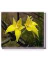 Fiore Cowslip Orchid Living Essences
