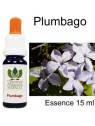 PLUMBAGO Australian Flower Essences Love Remedies