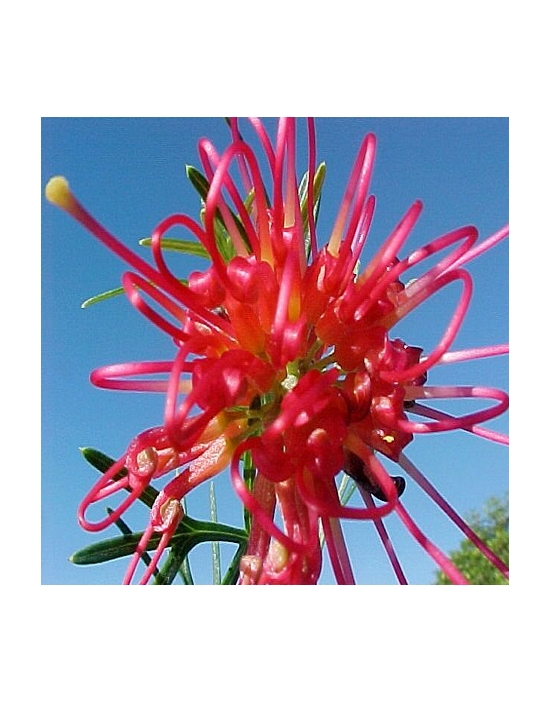 red grevillea fiore