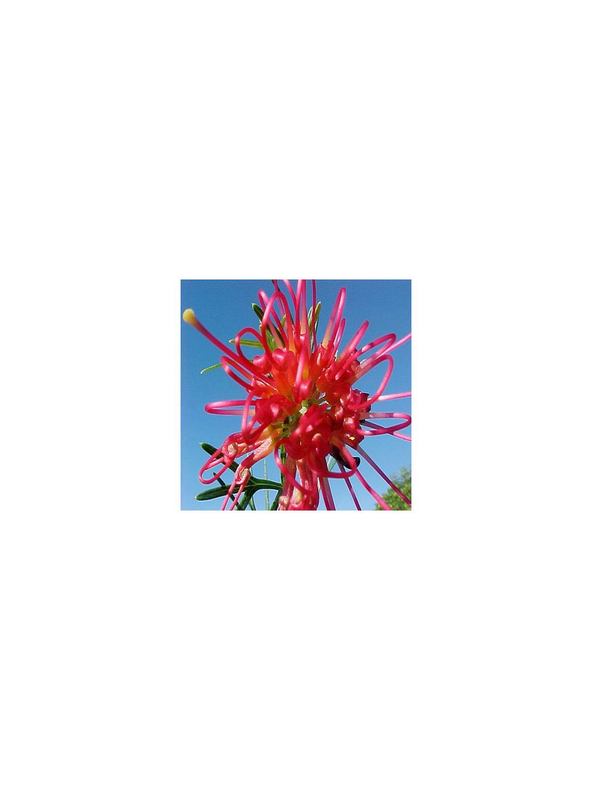 Red Grevillea Australische Buschblüten
