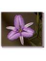 Fringed Lily Twiner Living Essences