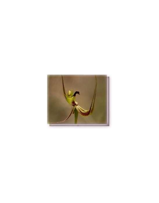 Bachblüten Fringed Mantis Orchid Living Essences Stockbottle