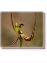 Bachblüten Fringed Mantis Orchid Living Essences Stockbottle