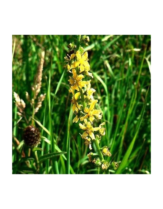 Agrimony Nr. 01 fiori di bach