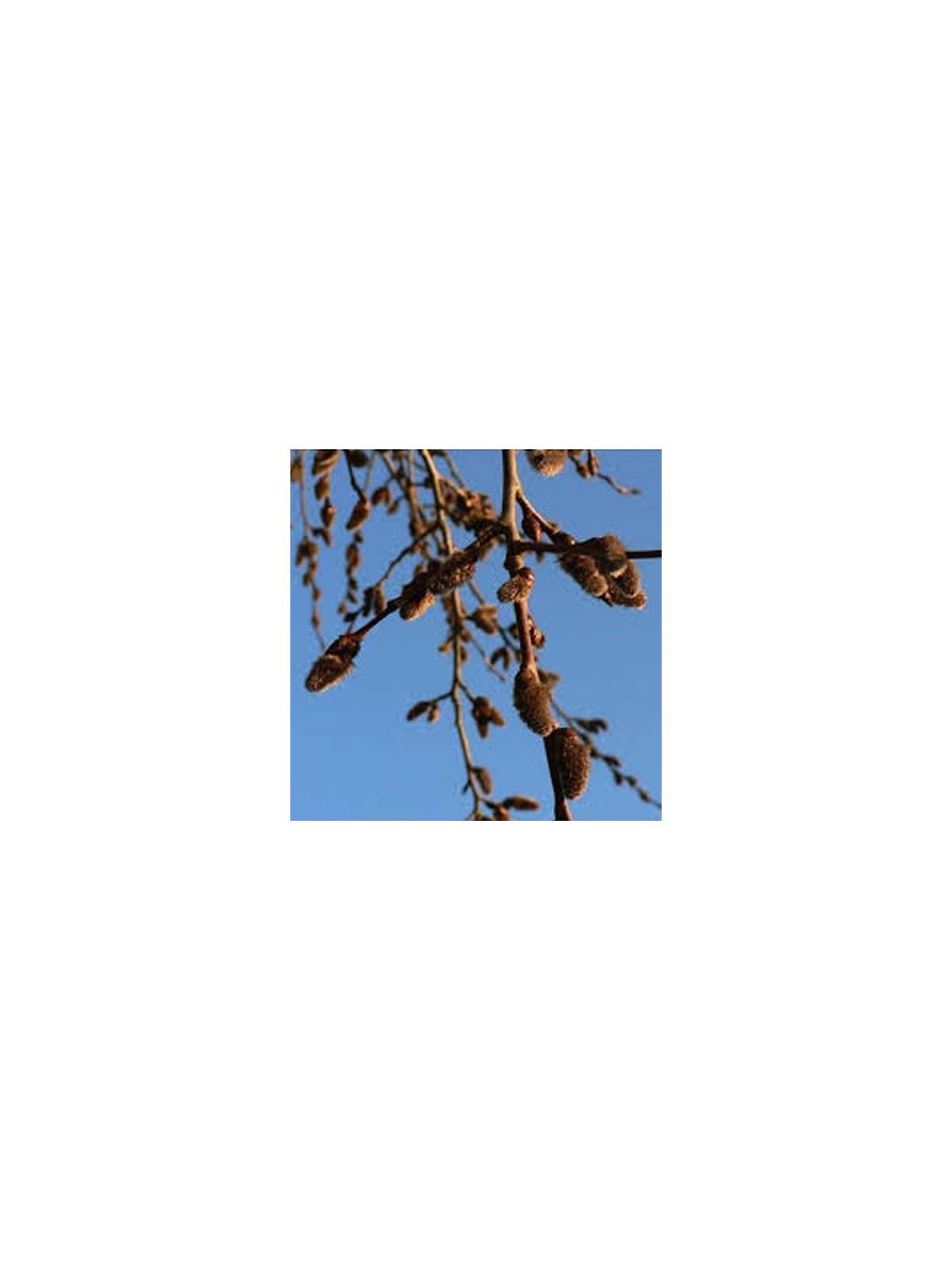 original englische Bio Bachblüten Tropfen Nr. 2 Aspen / Zitterpappel