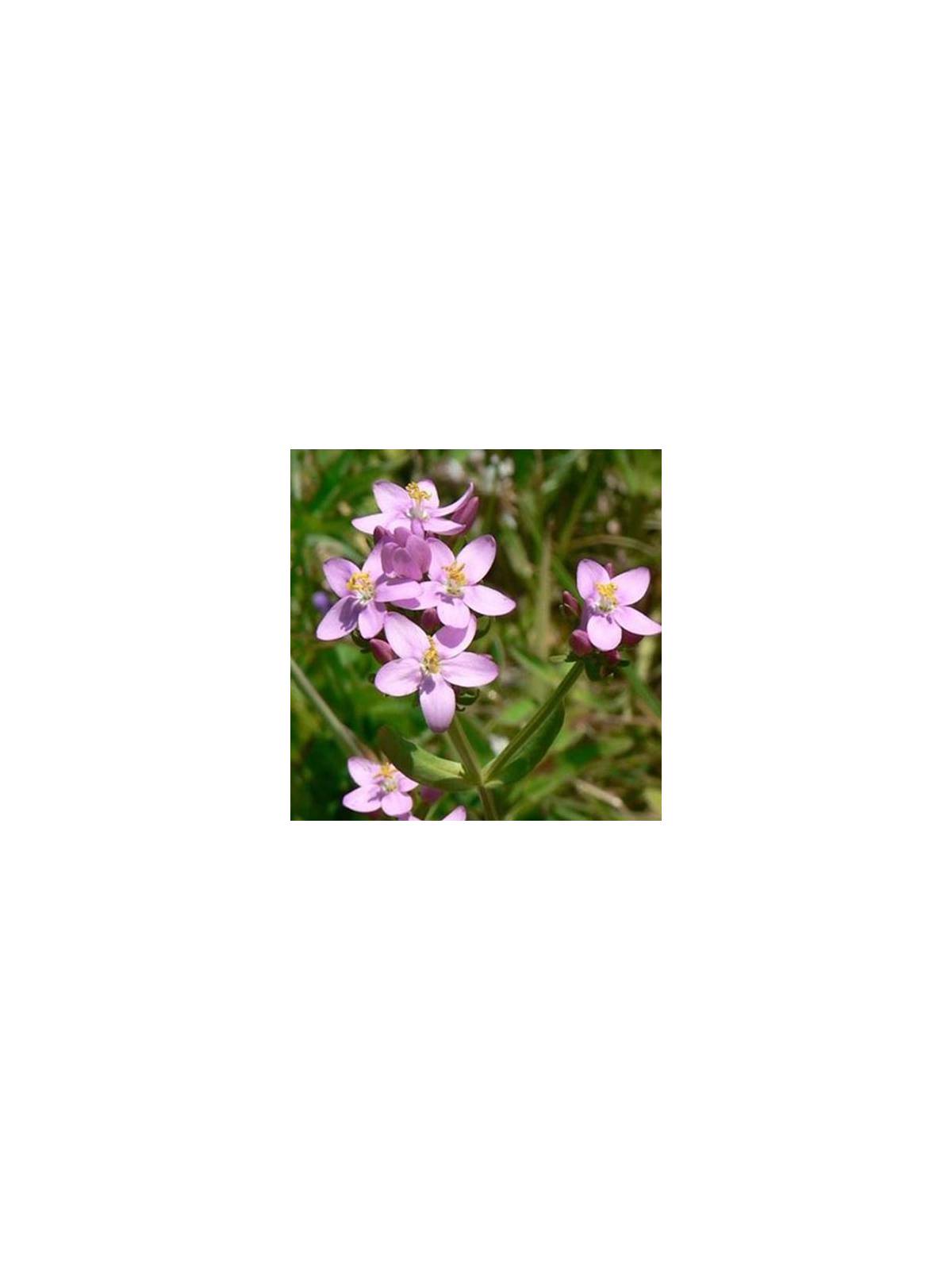 Tausendgüldenkraut / Centaury englische BIO Bachblüten Tropfen Nr. 4