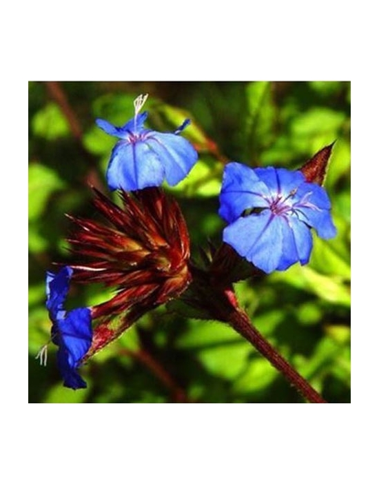 Floriterapia Cerato Nr. 5 Fiori di Bach