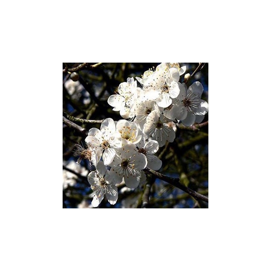 original englische Bio Bachblüten Tropfen Nr. 6 Cherry Plum / Kirschpflaume