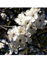 original englische Bio Bachblüten Tropfen Nr. 6 Cherry Plum / Kirschpflaume