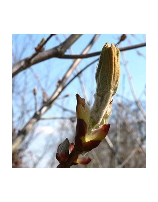 Bio Bachblüten Tropfen Nr. 7 Chestnut Bud / Kastanien Knospe