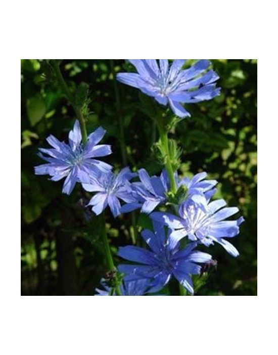 Floriterapia Chicory Nr. 8 Fiori di Bach Bio