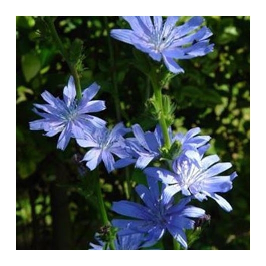Chicory organic Bach Flower Essences No. 8