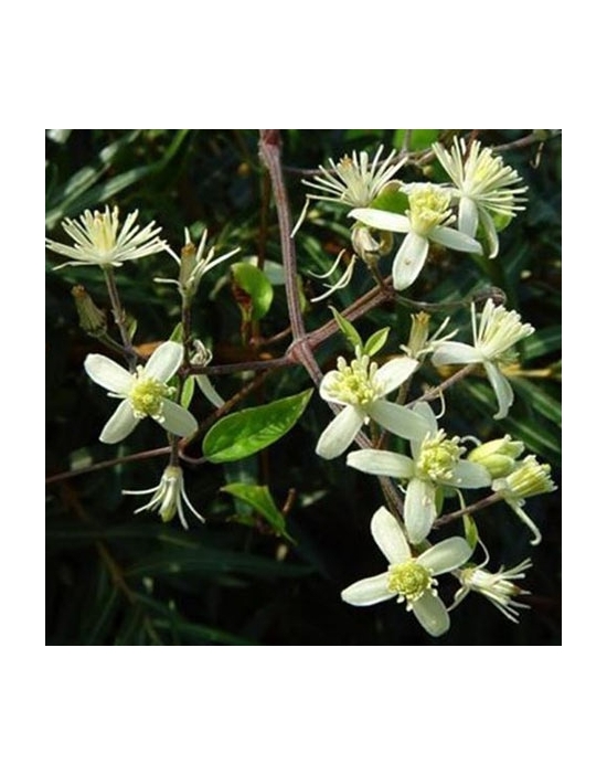 Floriterapia Clematis Nr. 9 Fiori di Bach BIO Clematide