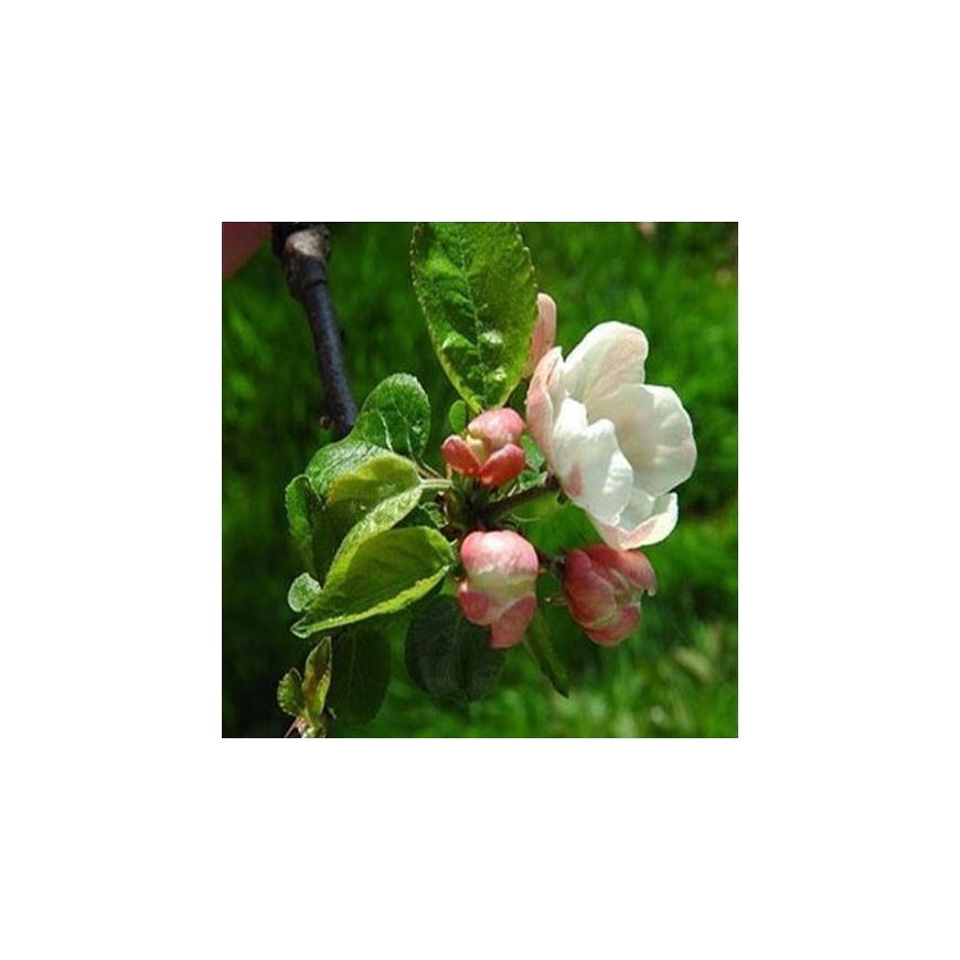 Crab Apple organic Bach Flower Essences No. 10