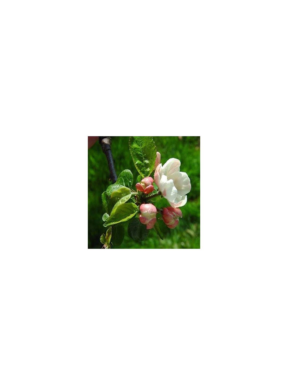 Crab Apple organic Bach Flower Essences No. 10