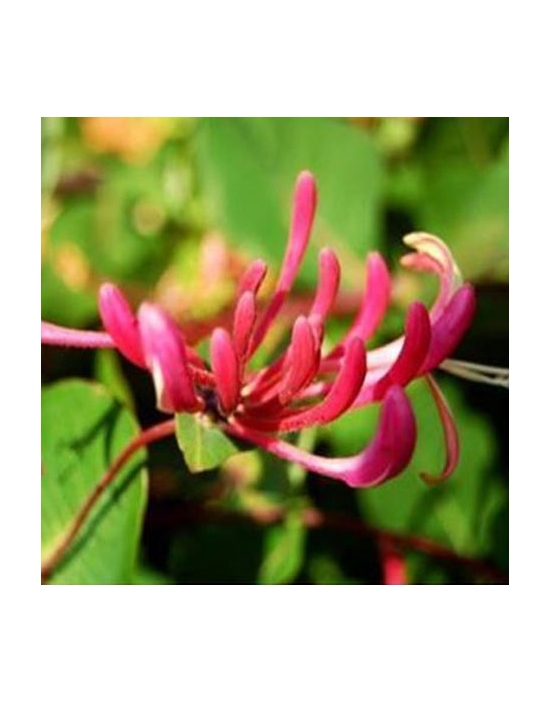 Honeysuckle Bio Bachblüten Tropfen Nr. 16