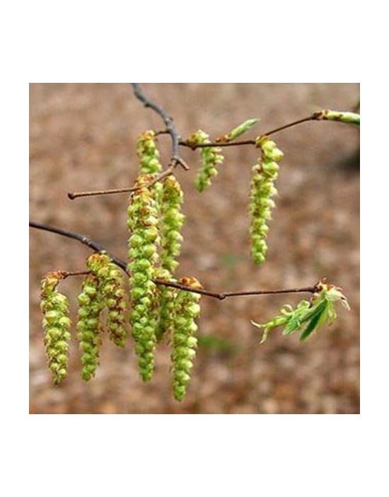 Hornbeam organic Bach Flower Essences No. 17