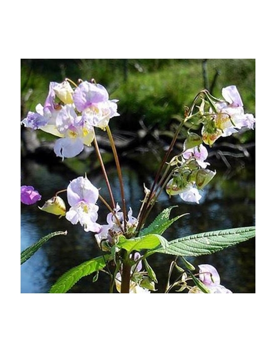 Impatiens organic Bach Flower Essences No. 18