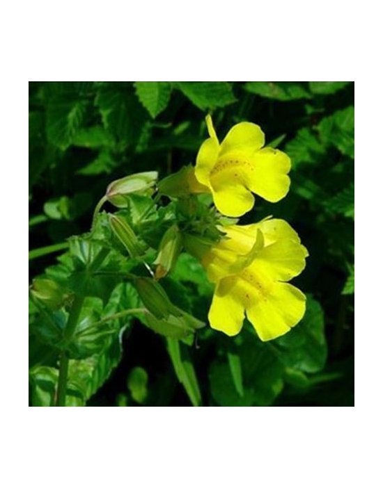 Mimulus Bio Bachblüten Nr. 20 Gauklerblume