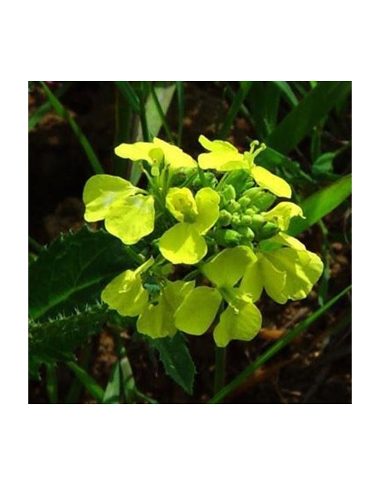 Mustard organic Bach Flower Essences No. 21