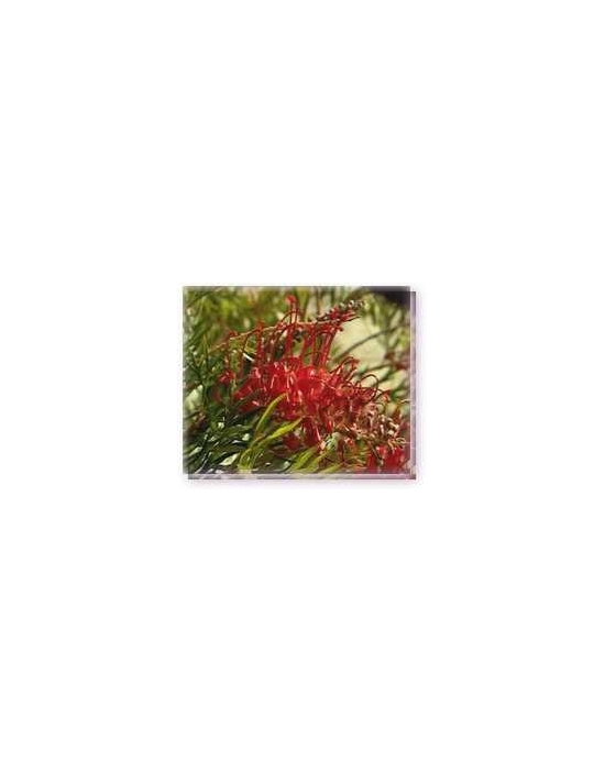 Bachblüten Fuchsia Grevillea Living Essences Stockbottle