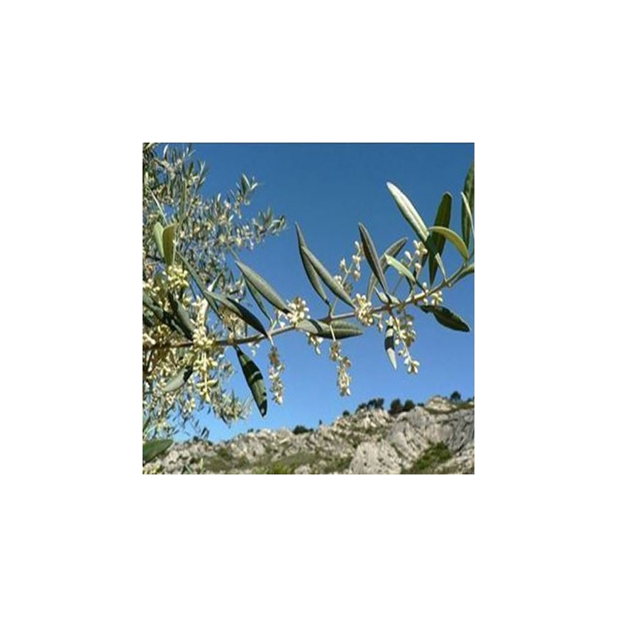 Bio Bachblüten Tropfen Nr. 23 Olive