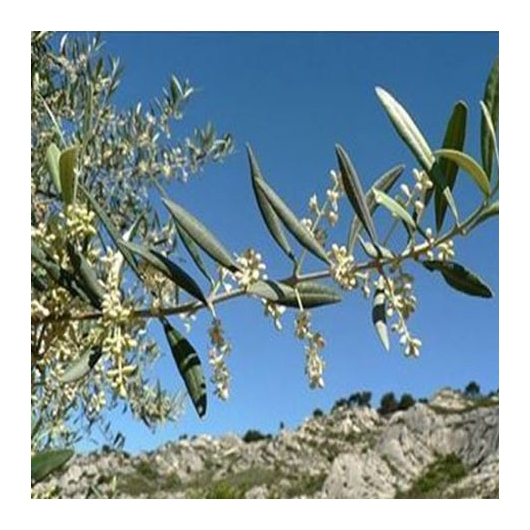 Olive organic Bach Flower Essences Nr. 23